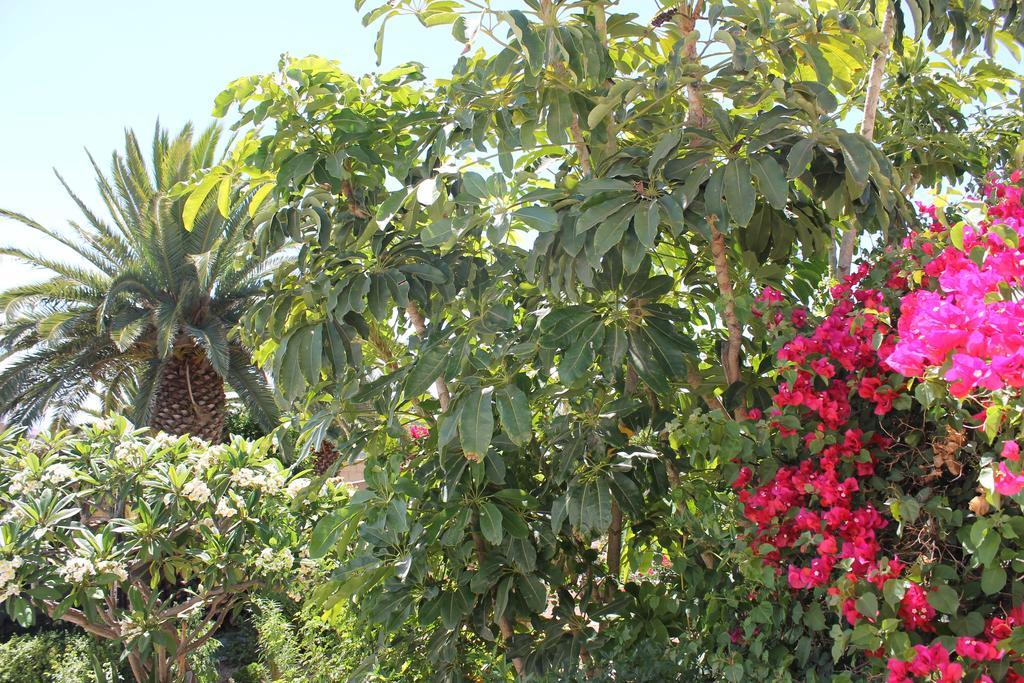 Casa Rural Anton Piche With Pool-Adults Only グラナディージャ・デ・アボナ エクステリア 写真